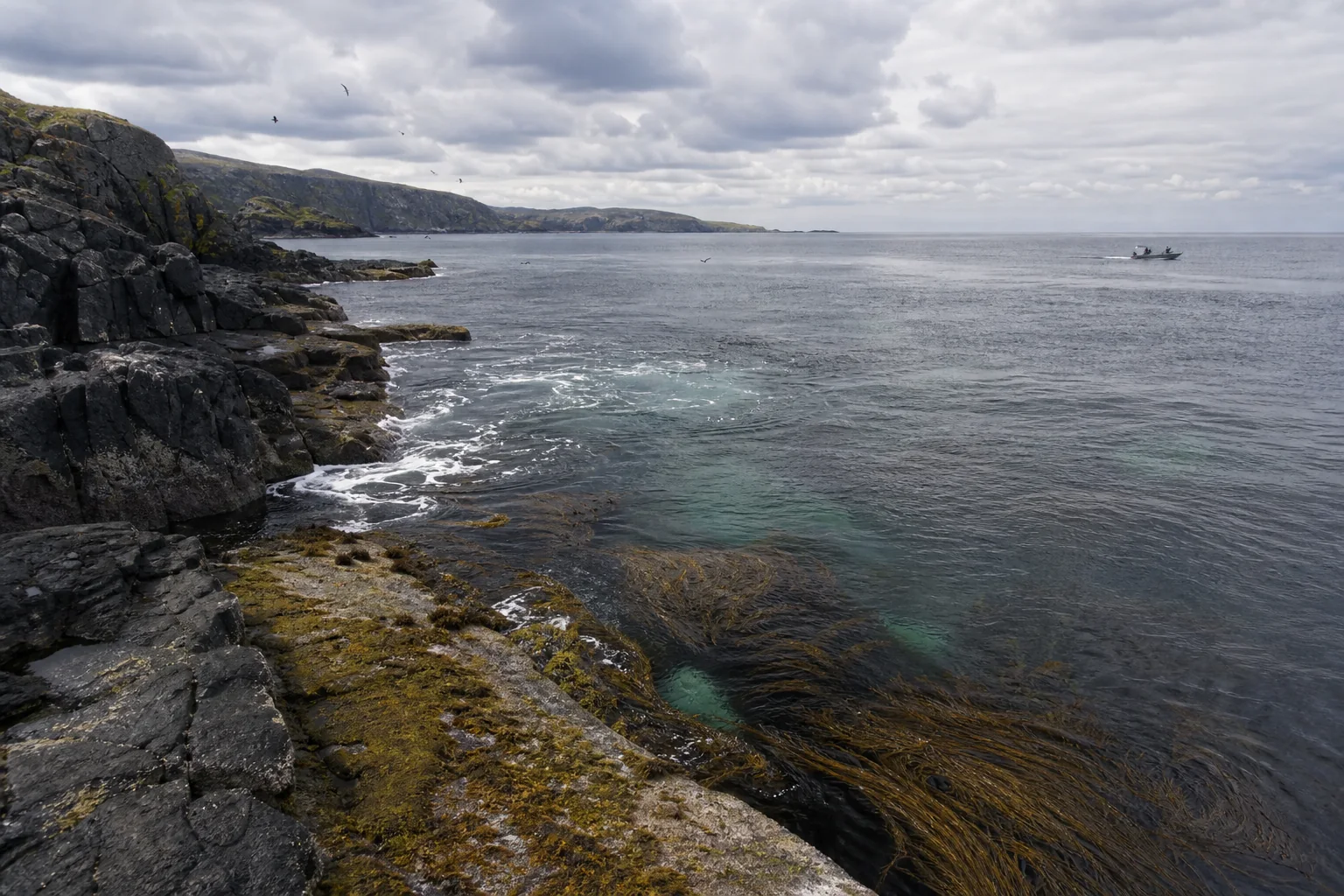 Kelp visible in clear water along a rugged northern coastline.