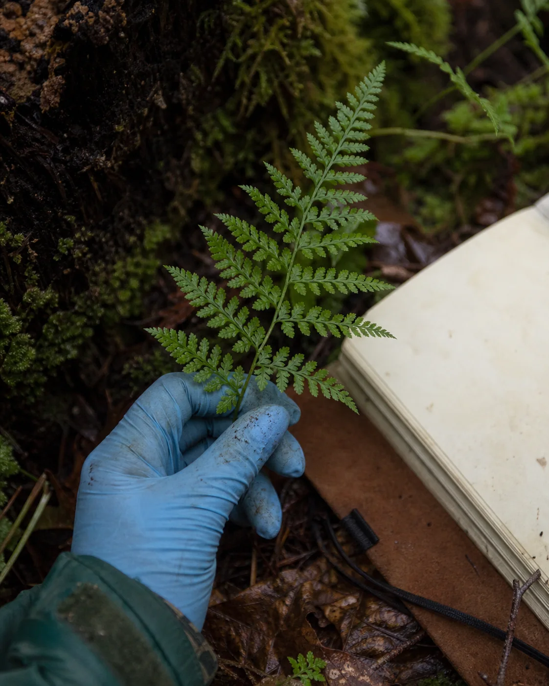 A fern specimen is examined beside a field notebook.