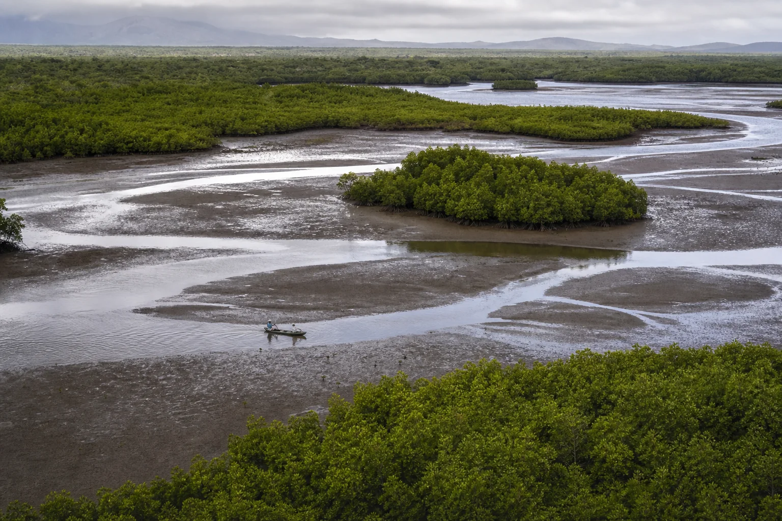 Mangrove islands and tidal channels seen from above.